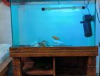 Aquarium for Sell