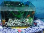 Aquarium for sell