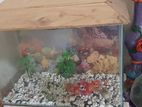 Aquarium for sell with air pump