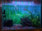 Aquarium fulk setup for sell