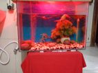 Aquarium + Full Set