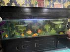 Fish with Aquarium full setup 7fit