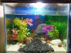 Aquarium Full setup