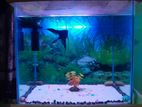 Aquarium Full Setup