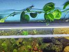 Aquarium Full setup for sale