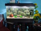 Aquarium Full Setup Sell