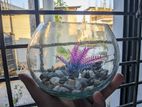 Aquarium jar