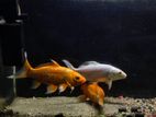 aquarium koi carp fish