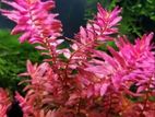 Aquarium Live Plant