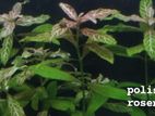 Aquarium live plants available