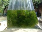 Aquarium live plants hornwort