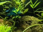 Aquarium, Lowtic Plated Aquarium Fish, Betta Fish