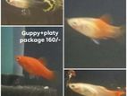 Aquarium Molly fish and Guppy+Platy package