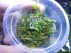 Aquarium Moss
