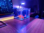 Aquarium (New)