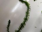 Aquarium plants