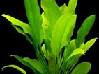 Aquarium plant