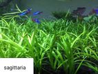 Aquarium plant Jungle vel & Shrimp