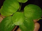 aquarium plant, live plant ,,under water and floating