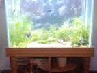 aquarium plants and fish