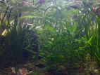 Aquarium plants and fishes