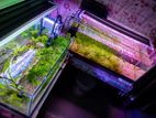 Aquarium plants & snail