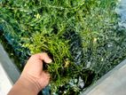 Aquarium Plants Densa