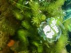 Aquarium plants