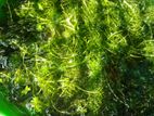 Aquarium plants