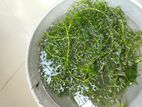 Aquarium plants