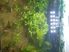 Aquarium plants with fish