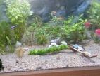 Aquarium plants