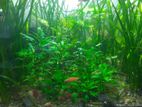 Aquarium plants