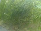 Aquarium Plants