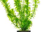 Aquarium Plants
