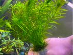 Aquarium Plants