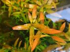 Aquarium plants