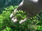 Aquarium plants