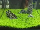 Aquarium plants