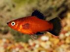 Aquarium Red Platy Fish