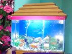 Aquarium Sale Kora Hobe with Fishes!