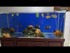 Aquarium Sell