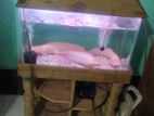 Aquarium Sell