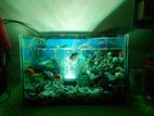 Fish with aquarium sell