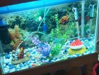 Aquarium Sell