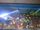 Aquarium sell hbe