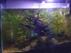 Aquarium Setup for sale