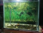 Aquarium Size:18/18/12 with Some Plants