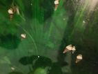 Aquarium snail শামুক