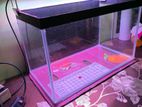 Aquarium Tank